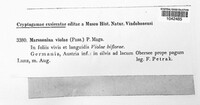 Marssonina violae image